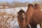 Two-humped Bactrian Camel in Xinjiang, China Camelus bactrianus