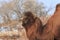 Two-humped Bactrian Camel in Xinjiang, China Camelus bactrianus