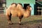 Two-humped camel