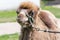 Two-humped camel (Camelus bactrianus)