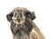 Two-humped camel Camelus bactrianus with funny expression isol