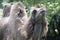 Two-humped camel - Camelus bactrianus with grey brown fur looking up in Zoo Cologne