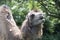 Two-humped camel - Camelus bactrianus with grey brown fur looking up in Zoo Cologne