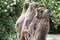 Two-humped camel - Camelus bactrianus with grey brown fur looking up in Zoo Cologne