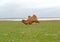 The two-humped camel gets on hind legs. Coast of the lake Manych-Gudilo, Kalmykia