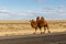 Two-humped camel goes on the road