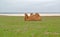 The two-humped camel sits on the bank of the lake Manych-Gudiloin the spring steppe. Kalmykia