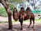 A two-humped camel stands on the ground in the shade of a tree on a sunny day