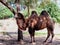 A two-humped camel stands on the ground in the shade of a tree on a sunny day