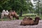 Two Humped Camels Camelus bactrianus in Wilhelma Zoo in Stuttgart, Germany.