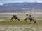 Two-humped camels graze in a field against the background of mountains