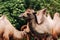 Two-humped camels walks in the green Park in summer. Summer camels walks in the Park. selective focus