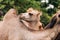 Two-humped camels walks in the green Park in summer. Summer camels walks in the Park. selective focus