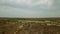 Two-humped Runing Wild Camels in the Background of the Kazakhstan Dry Steppe