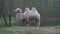 Two-humped white camel on the background of the may forest