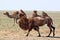 Two humps camel in the desert of Kazakhstan