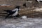 Two hungry crows are eating dry food out of plastic container in the park. Early spring in April. Snow and ice in the foreground