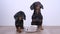 Two hungry dachshund dogs sit on floor and obediently wait for feeding. Owner puts empty bowl in front of animals. Pet
