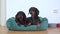 Two hungry dachshunds are in pet bed and looking forward to feeding, barking with excitement. Someone knocked on door