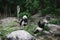 Two Hungry giant panda bear Ailuropoda melanoleuca eating bamboo leaves lying near stone on bank of the reservoir Wildlife animal