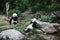 Two Hungry giant panda bear Ailuropoda melanoleuca eating bamboo leaves lying near stone on bank of the reservoir Wildlife animal