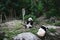 Two Hungry giant panda bear Ailuropoda melanoleuca eating bamboo leaves lying near stone on bank of the reservoir Wildlife animal