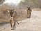 Two hungry lionesses walking towards camera