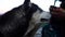 Two Hungry Siberian Huskies Looking And Sniffing On A Pack Of Food Held By A Man In Manali, India - close up