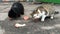 Two hungry stray homeless cats eat feed or meat, found at garbage dump on city street. Close-up.