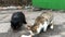 Two hungry stray homeless cats eat feed or meat, found at garbage dump on city street. Close-up.