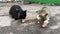 Two hungry stray homeless cats eat feed or meat, found at garbage dump on city street. Close-up.