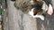 Two hungry stray homeless cats eat feed or meat, found at garbage dump on city street. Vertical video. Close-up.