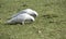 Two hungry white Corellas in a green grassy field