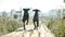 Two Hunting Dog runing on the wooden bridge