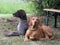 Two hunting dogs lying on the edge