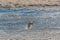 Two Hunting Jackal in Etosha