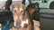 Two Hunting Sighthound Hortaya Borzaya Dogs Sitting In Car In Wi