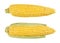 Two husked cobs of sweet corn, isolated, over white