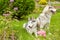 Two husky dogs on green grassy lawn in summer