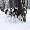 Two Husky Dogs Playing