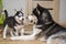 Two husky dogs are playing indoor at home. Mother dog playing with her little puppy
