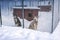 Two husky dogs sit on snow in frozen covered by hoarfrost cage - waiting for dog sledding. Lapland, Sweden. Close up view