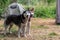 Two husky dogs stand on the background of a tent in tourist camping in the summer forest.