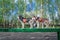 Two husky dogs are standing on a boom during agility training on a dog playground. Side view on background of the green foliage.