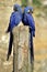 Two Hyacinth macaws