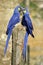 Two Hyacinth macaws