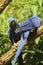 Two hyacinth macaws Anodorhynchus hyacinthinus