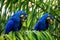 Two Hyacinth Macaws are sitting on a palm tree and eating nuts.