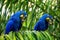 Two Hyacinth Macaws are sitting on a palm tree and eating nuts.