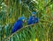 Two Hyacinth Macaws are sitting on a palm tree and eating nuts.